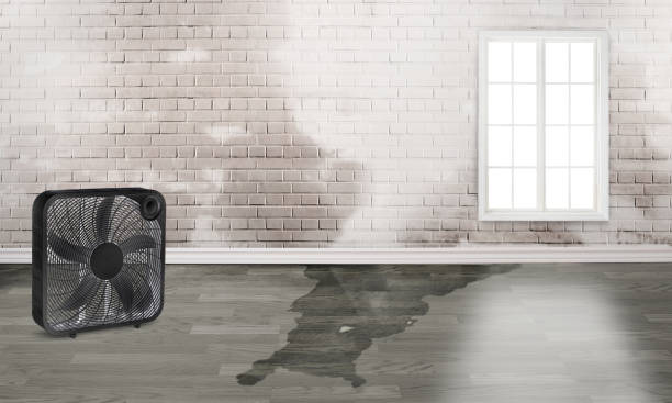 Best Carpet water damage restoration  in Sebastian, FL