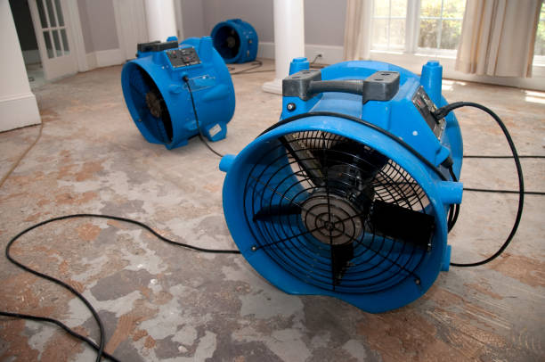 Best Mold removal after water damage  in Sebastian, FL
